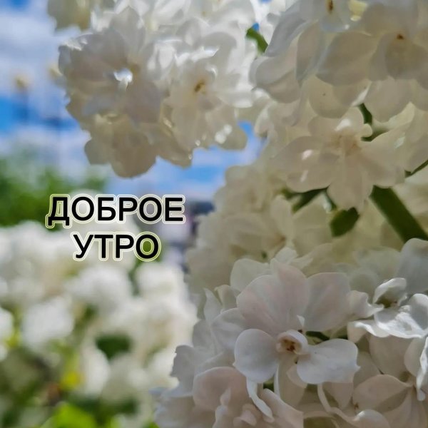 утренняя сирень