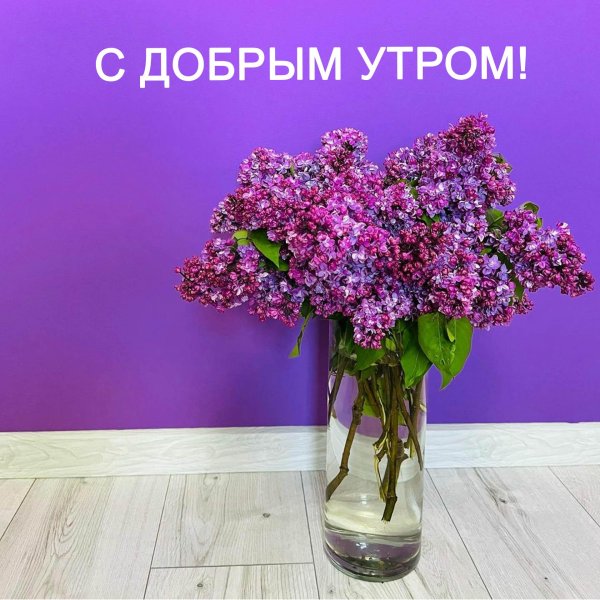 открытка сирень