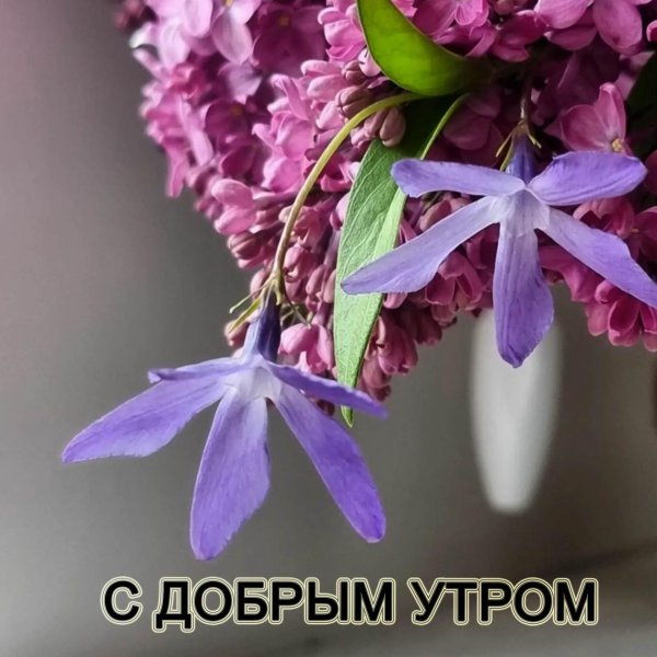 доброго утра весна