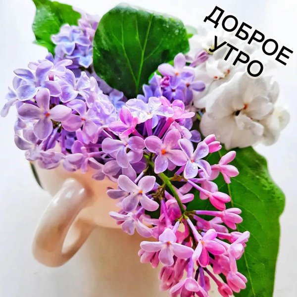 сирень цветки