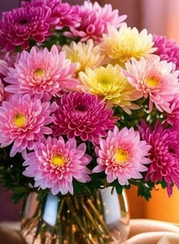 хризантема георгиновидная