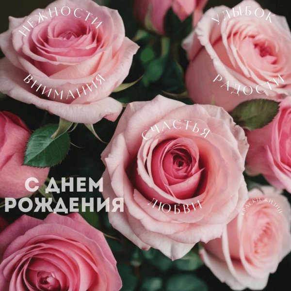 розовые розы с днем рождения