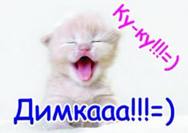 смеющийся котик