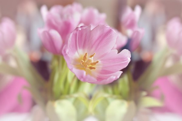 фиалка pink tulip