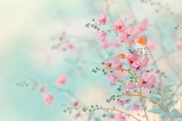 цветочные фоны