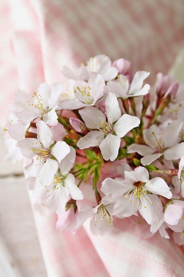 цветки вишни