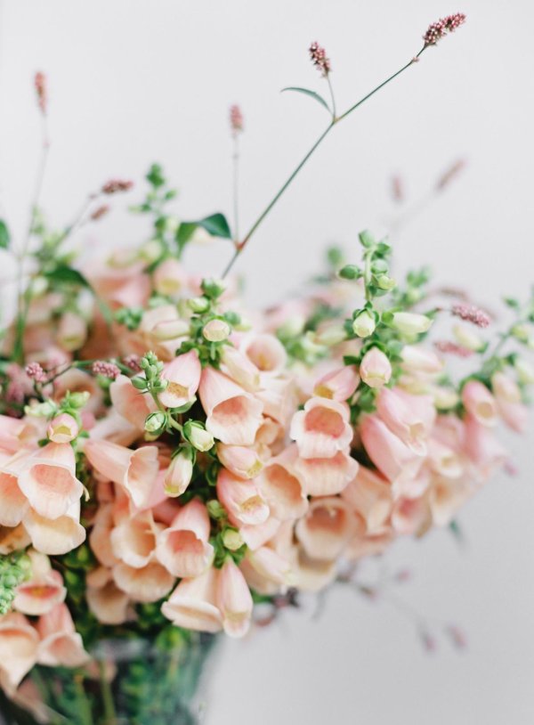 наперстянка априкот