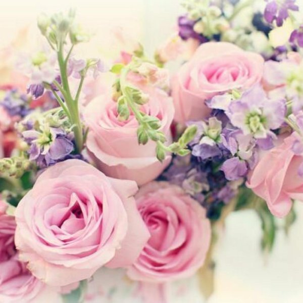 розовая роза