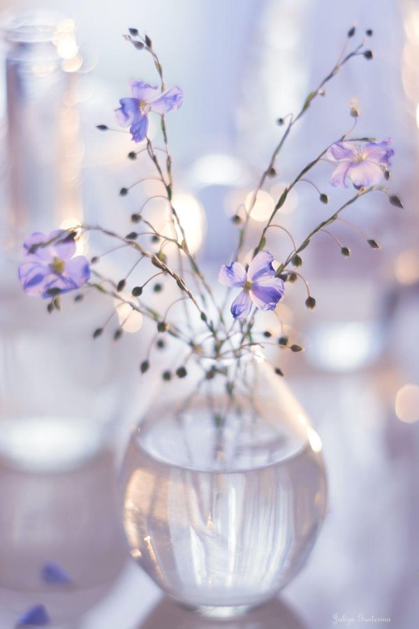 нежные цветочки