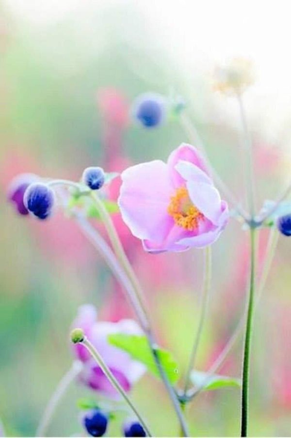 цветок красивый