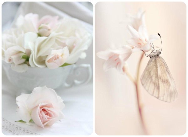 бабочка белая