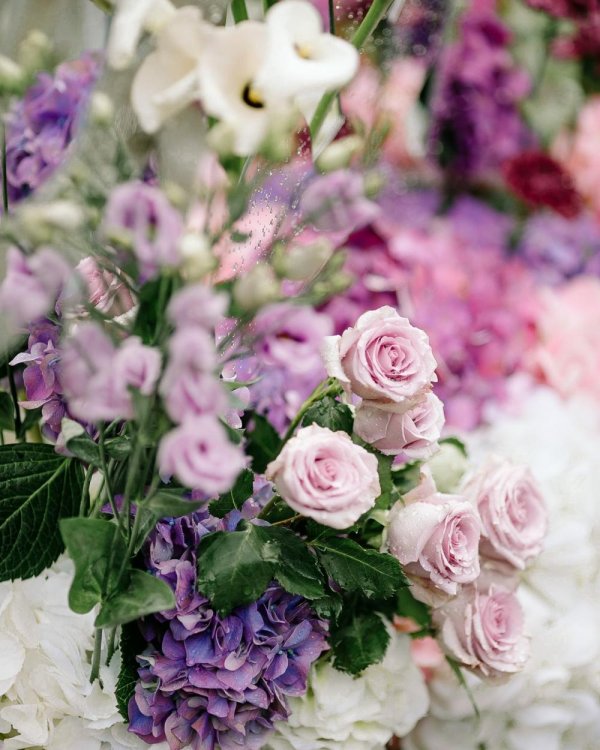 розы пастельного цвета