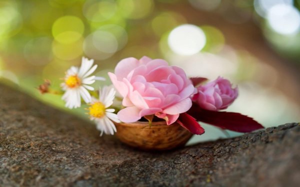 красивая цветок