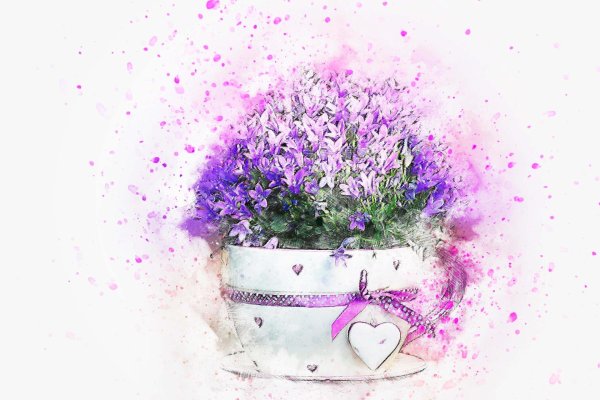 кампанула берник