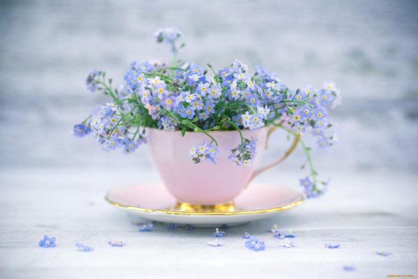 чашка незабудки
