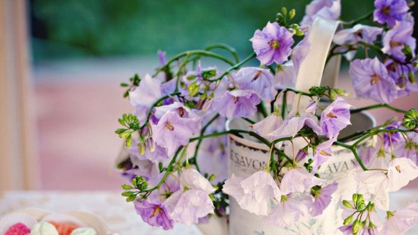 душистый горошек