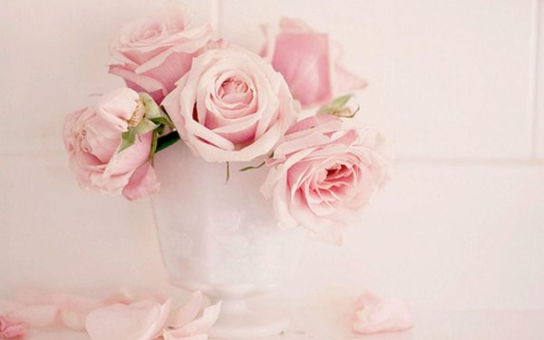 нежно розовая роза