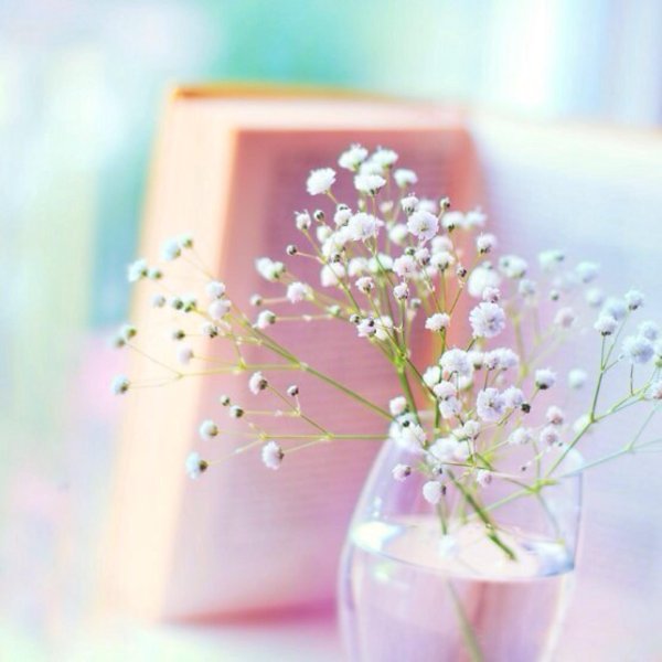 гипсофила соцветие