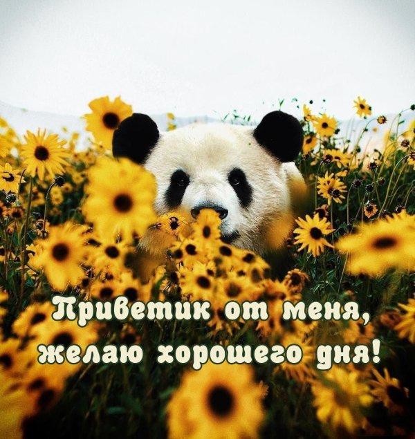 желаю хорошего дня