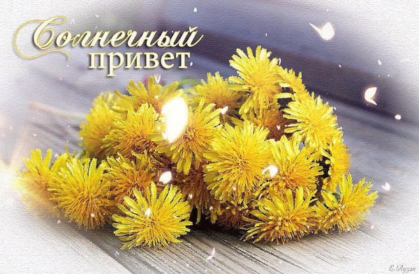 желтые одуванчики