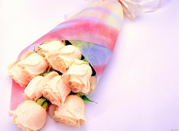 нежная роза