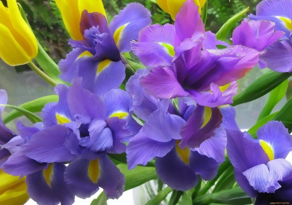 ирис попугайный