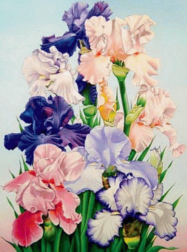 дэрил тротт ирисы