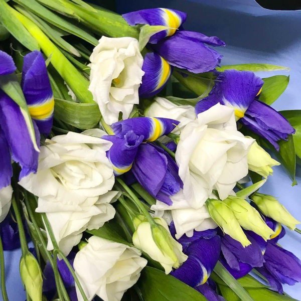 букет из белой эустомы и синих ирисов