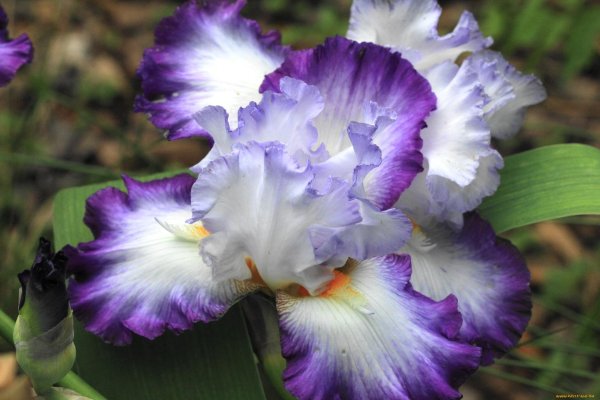 ирис конджурейшн