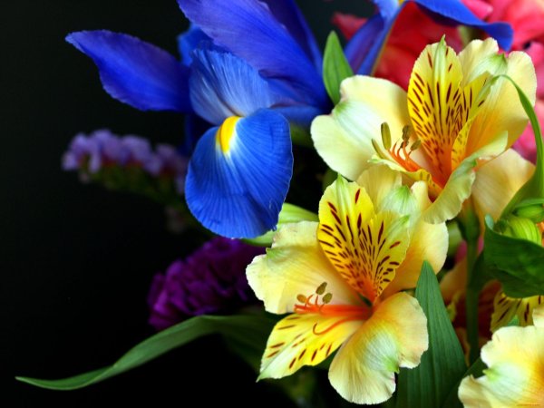 alstroemeria aurea orange king