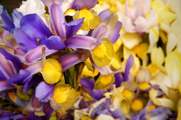 желто фиолетовые цветы