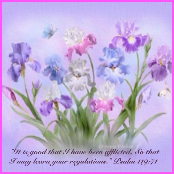 графис ирисы