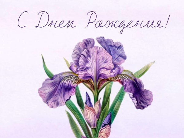 цветок ирис