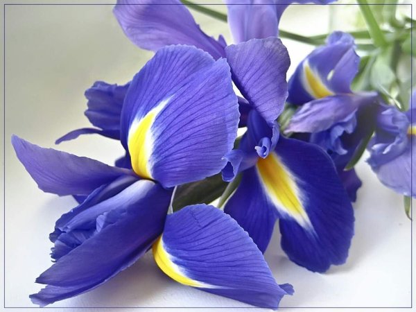 ирис блю перл