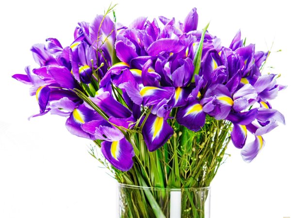 ирисы букетные