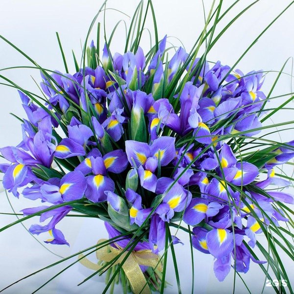 монобукет  ирисы
