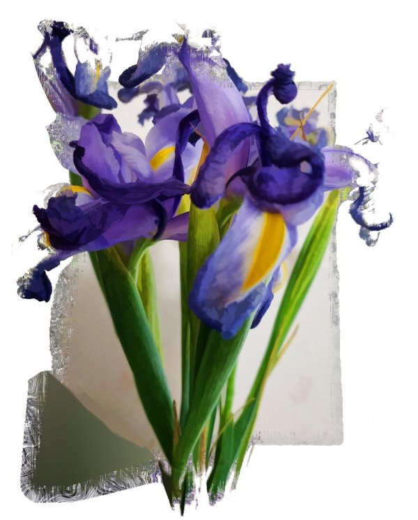 цветок ирис