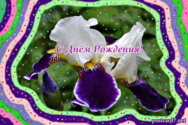 ирис бородатый вабаш