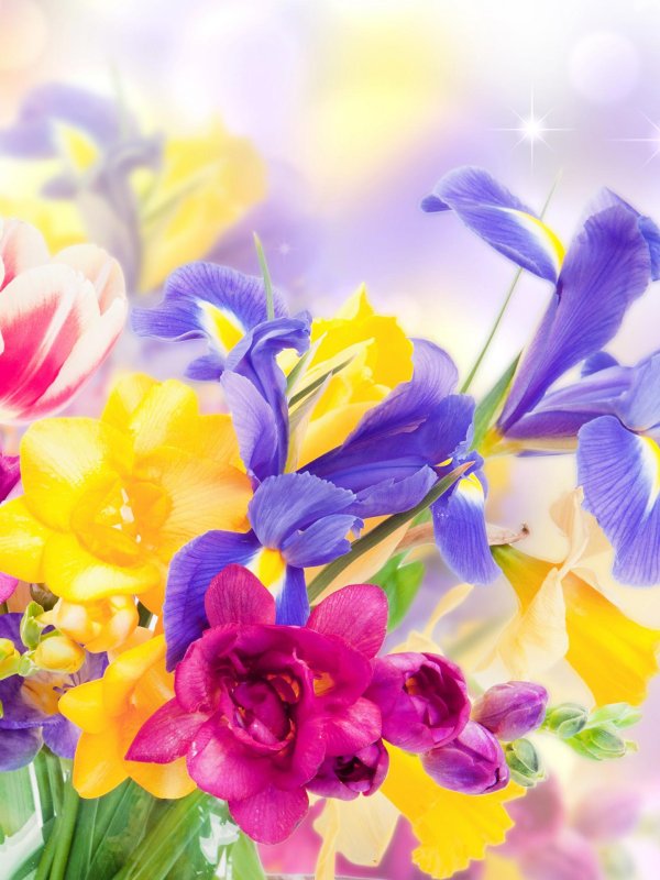 фрезия крокус