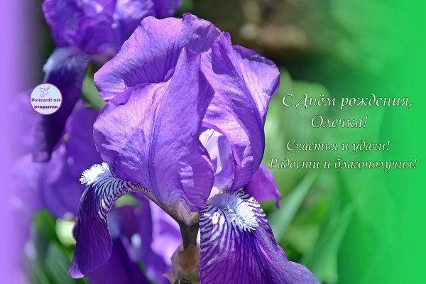 ирис пурпллила