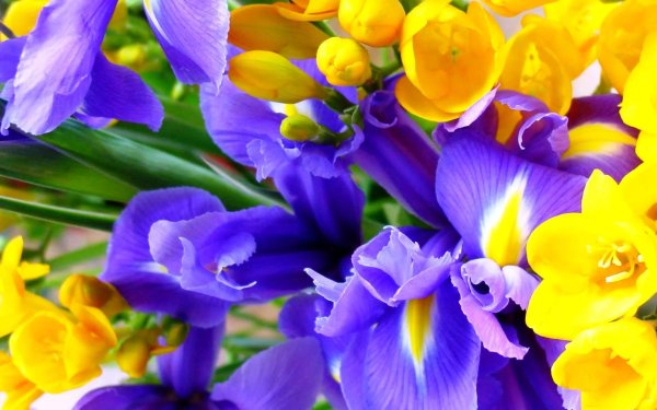 синие ирисы