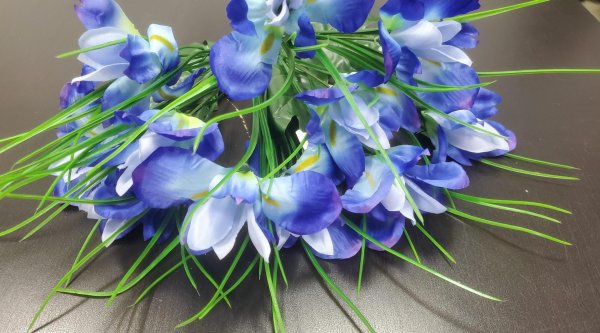 ирис касатик синий