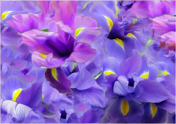 желто фиолетовые цветы