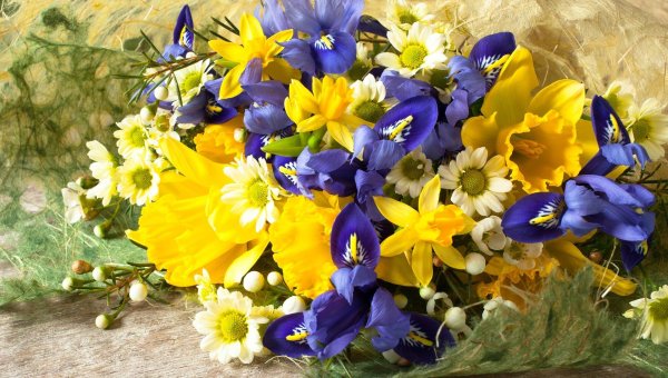 ирисы тюльпаны мимоза