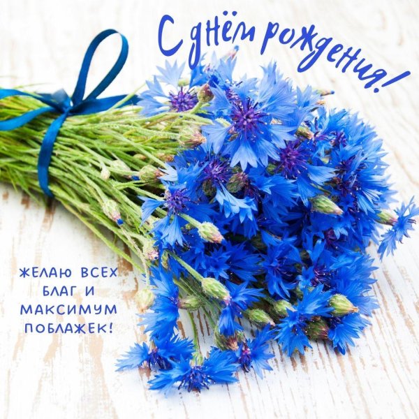 василек синий корнфловер