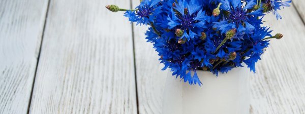 василек синий корнфловер