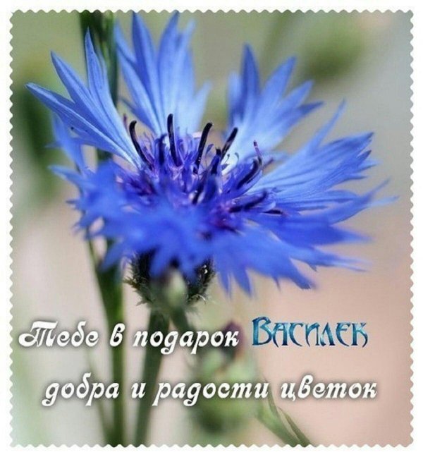 цветки василька