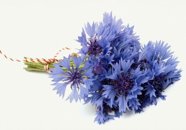 василёк на белом фоне