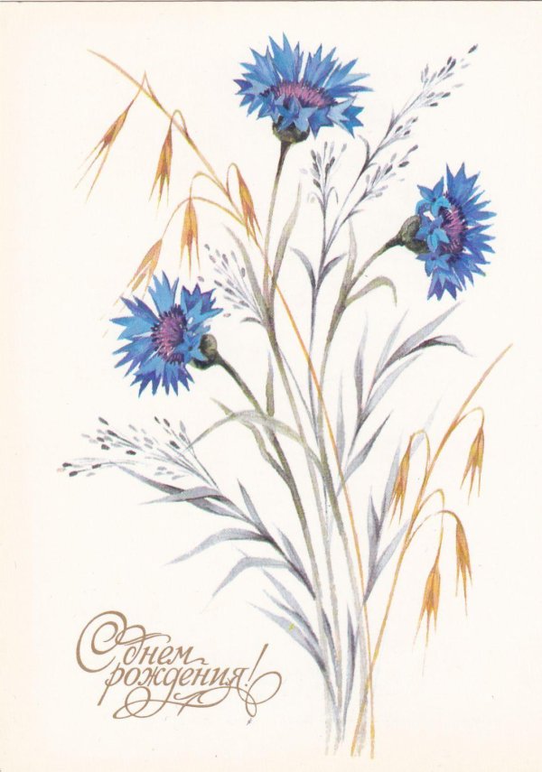 открытки полевые цветы