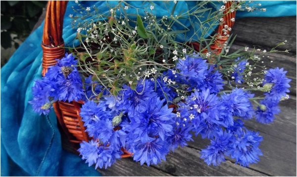 букет полевых васильков